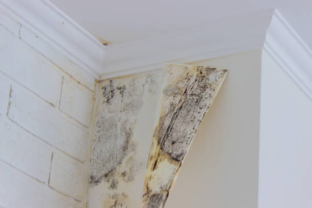 Best Mold Damage Restoration  in Clinton, IL